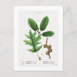 CARTÃO POSTAL REDOUTÉ BOTÂNICO "OAK NEGRO"