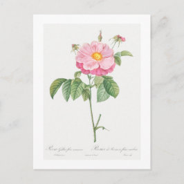 CARTÃO POSTAL REDOUTÉ BOTÂNICO "PROVINS ROSA"