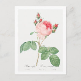 CARTÃO POSTAL REDOUTÉ BOTÂNICO "ROSA DE CABAGEM"