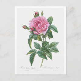 CARTÃO POSTAL REDOUTÉ BOTÂNICO "ROSA GALLIC"