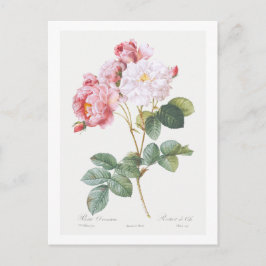 CARTÃO POSTAL REDOUTÉ BOTÂNICO "ROSEBUSH"