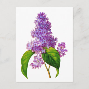 Cartão Postal Redoute Lilacs
