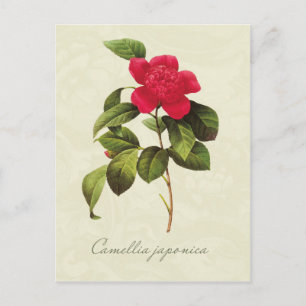 Cartão postal Redoute Red Camellia Botânica