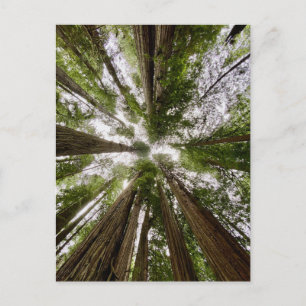 Cartão Postal Redwood National and State Parks, Califórnia