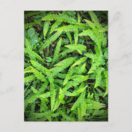 Cartão Postal Redwood National and State Parks, Califórnia