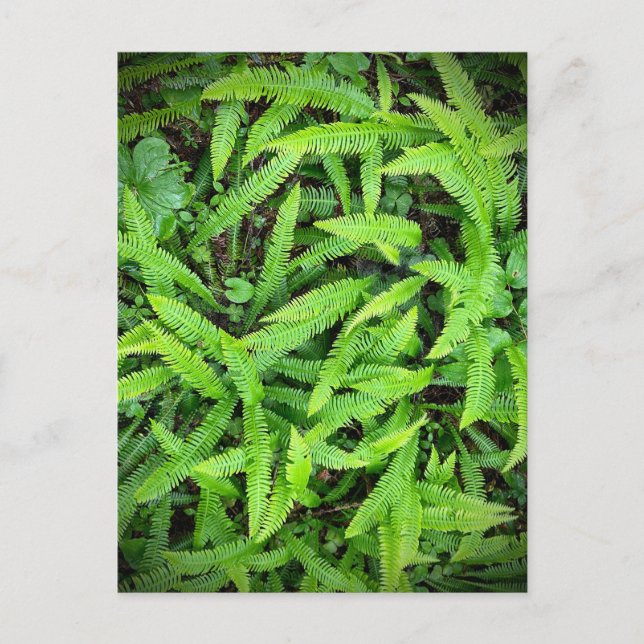 Cartão Postal Redwood National and State Parks, Califórnia (Frente)