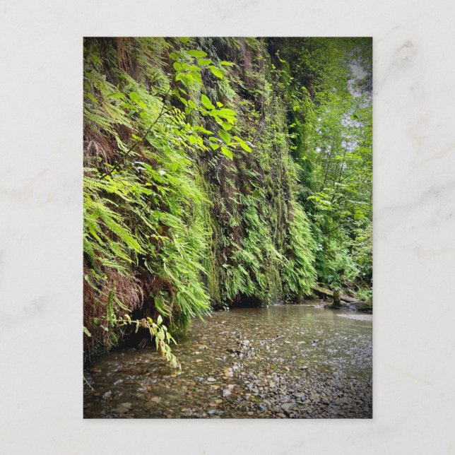 Cartão Postal Redwood National and State Parks, Califórnia (Frente)