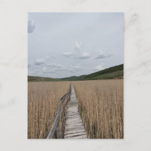 Cartão Postal Reeds em um pântano na Romênia