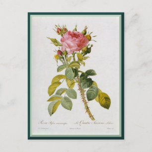 Cartão Postal Refazer o sistema do Solteiro do Rosa