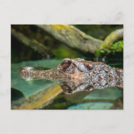 Cartão Postal Reflexão crocodilo
