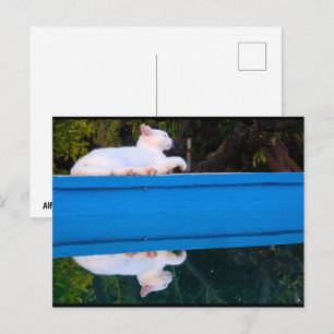 Cartão Postal Reflexo de um Gato Branco