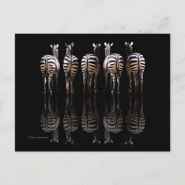 Cartão Postal Reflexões das faixas brancas de zebra preta