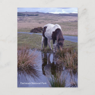 Cartão Postal Reflexões de Pony Dartmoor National Park Devon
