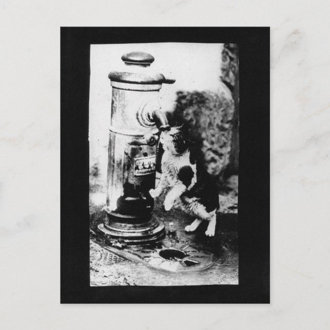 Cartão Postal Refrescando Gato na Fonte (Frente)