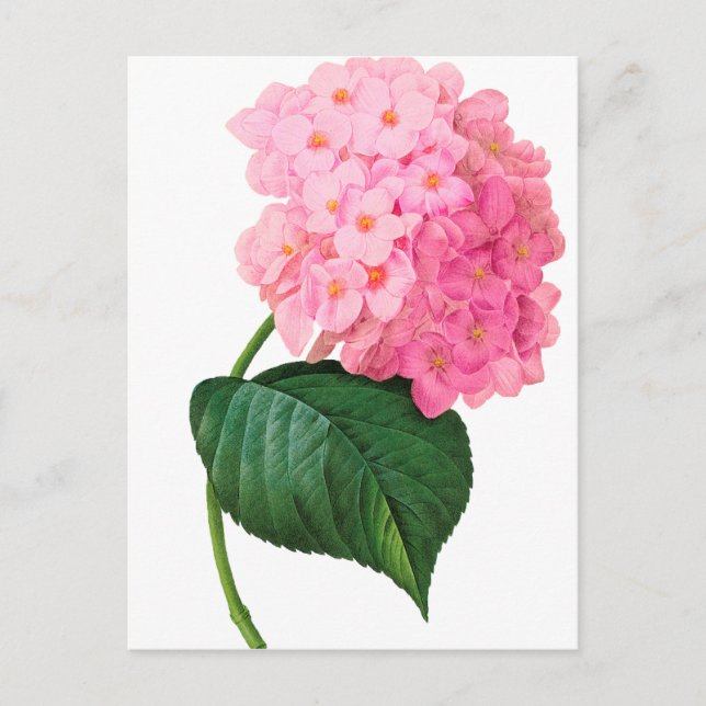 Cartão Postal Refúgio de Hydrangea Rosa (Frente)
