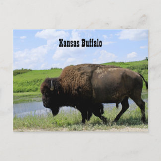 Cartão Postal Refúgio de Vida Selvagem Maxwell Buffalo Kansas