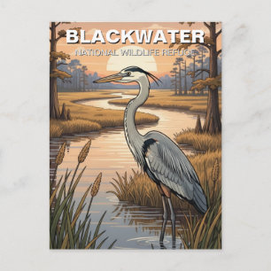Cartão Postal Refúgio Nacional de Vida Selvagem Blackwater de Ma