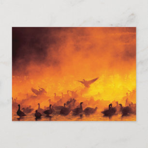 Cartão Postal Refúgio Nacional de Vida Selvagem Bosque del Apach