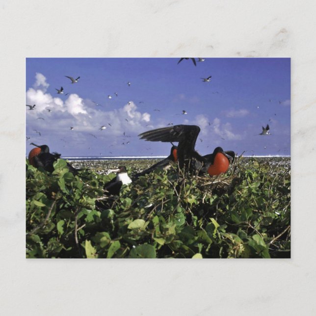 Cartão Postal Refúgio Nacional de Vida Selvagem de Johnston Isla (Frente)