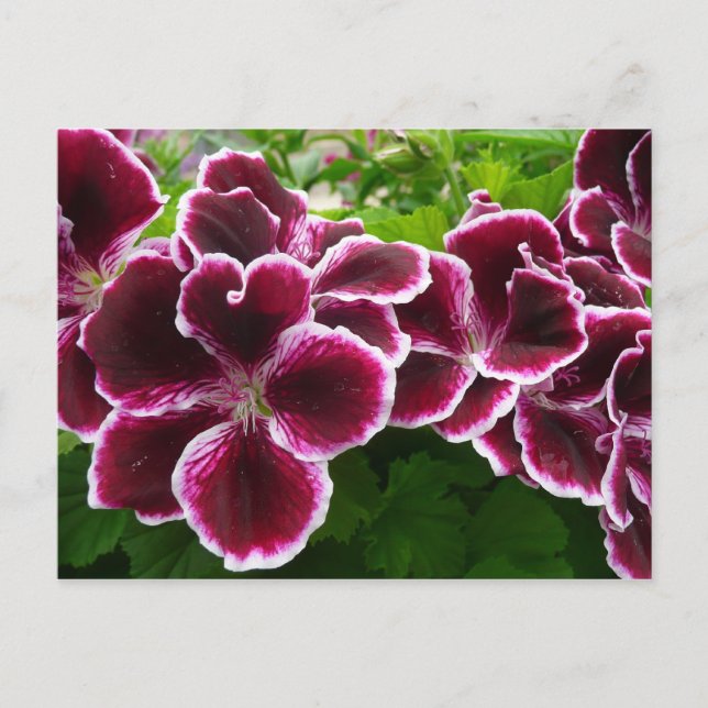 Cartão Postal Regal Geranium Flores Elegantes Maroon Floral Lugg (Frente)