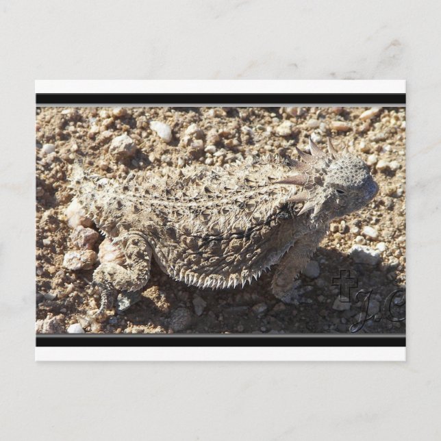 Cartão Postal Regal Horned Lizard (Frente)