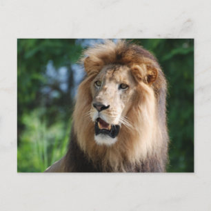 Cartão postal Regal Lion