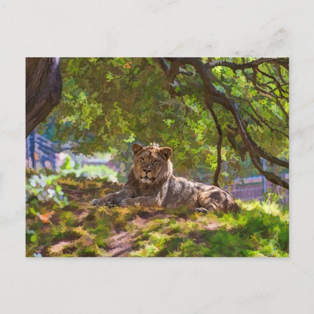 CARTÃO POSTAL REGAL LION (Frente)