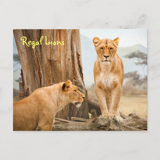 Cartão postal Regal Lions (Frente)