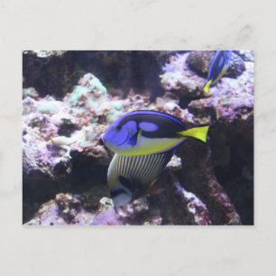 Cartão Postal Regal Tang e Imperador Angelfish nº 2