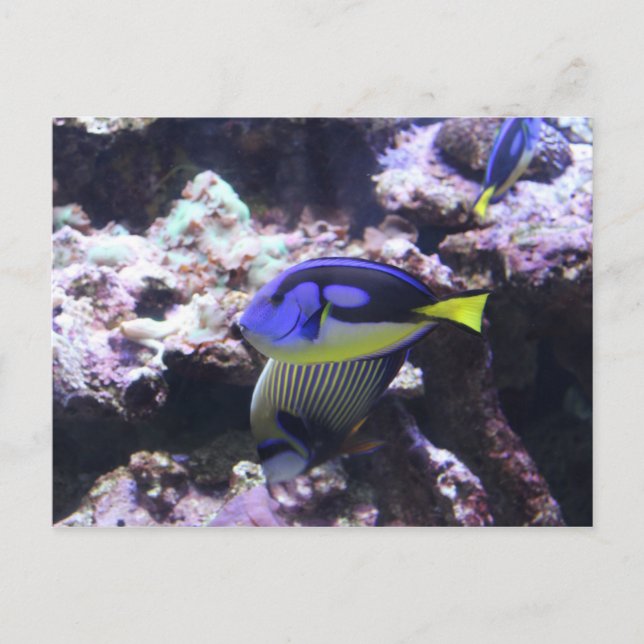 Cartão Postal Regal Tang e Imperador Angelfish nº 2 (Frente)