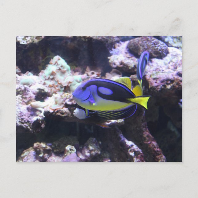 Cartão Postal Regal Tang & Emperor Angelfish (Frente)