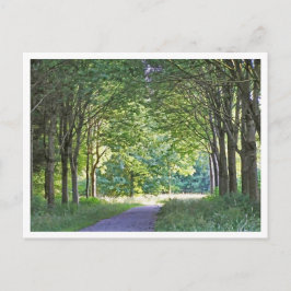 Cartão Postal Região holandesa de Salland Floresta Westerveldse