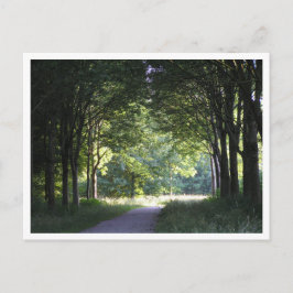 Cartão Postal Região holandesa de Salland Floresta Westerveldse