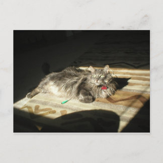 Cartão Postal Regra de Gatos legal