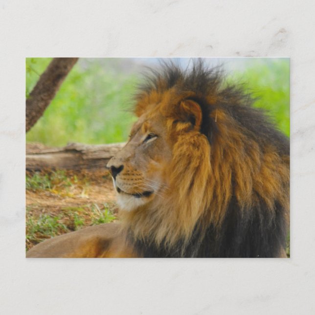 Cartão Postal Rei (Frente)