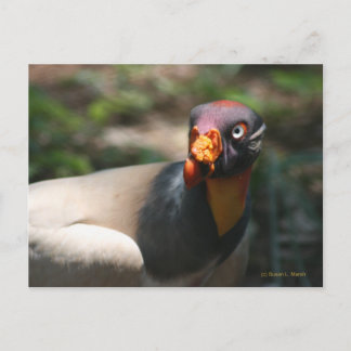 Cartão Postal Rei Abutre-do-mato Sarcoramphus papa