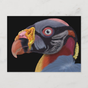 Cartão Postal Rei Abutre Ilustrado