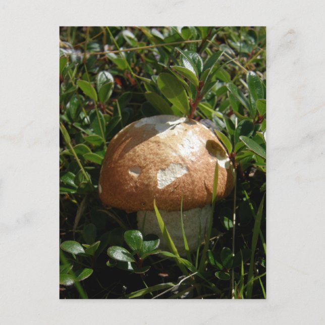 Cartão Postal Rei Boletus Mushroom, Ilha de Unalaska (Frente)