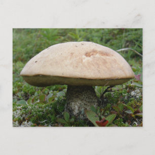 Cartão Postal Rei Boletus Mushroom na Ilha de Unalaska