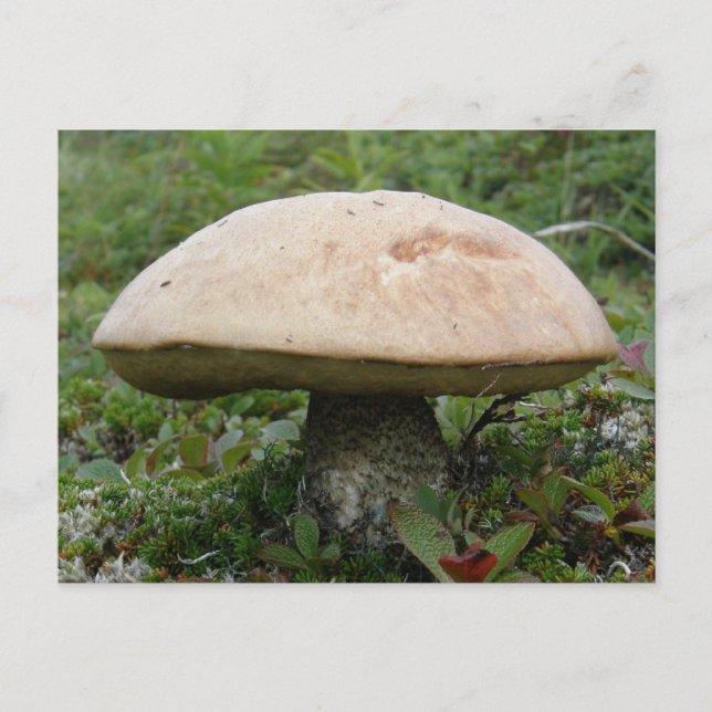 Cartão Postal Rei Boletus Mushroom na Ilha de Unalaska (Frente)