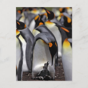 Cartão Postal Rei pinguim com pintinho