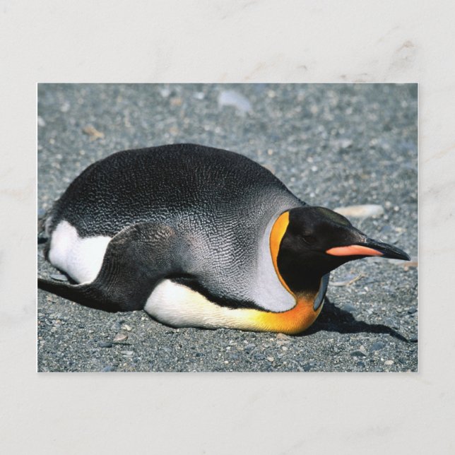 Cartão Postal Rei Pinguim na praia (Frente)
