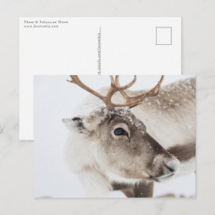 Cartão Postal Reindeer Nature Photo