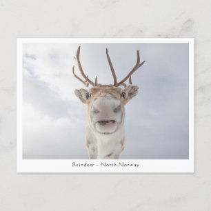Cartão Postal Reindeer Nature Photo
