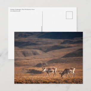 Cartão Postal Reindeer Nature Photo