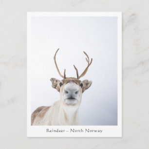 Cartão Postal Reindeer Nature Photo