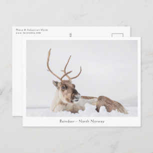 Cartão Postal Reindeer Nature Photo