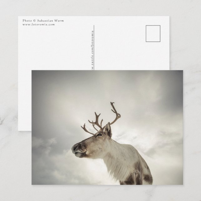 Cartão Postal Reindeer Nature Photo (Frente/Verso)