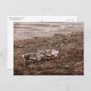 Cartão Postal Reindeer Wildlife Photo