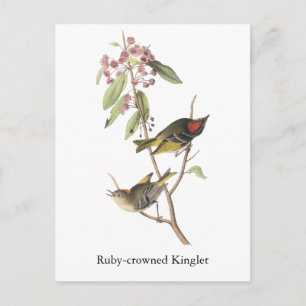 Cartão Postal Reino coroado de Ruby, John Audubon